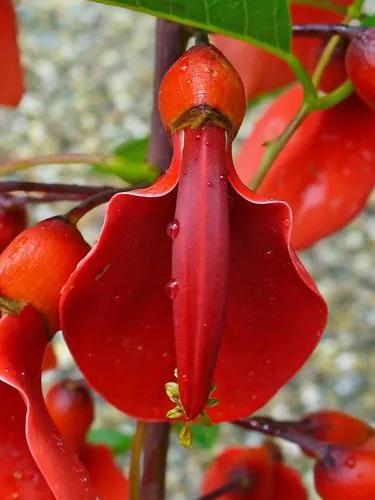 Coral Tree