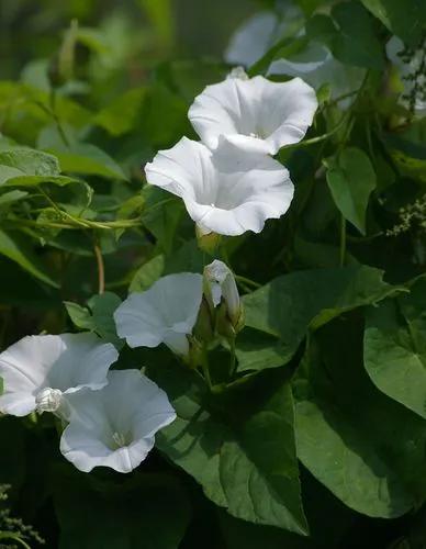 Calystegia Silvatica