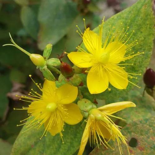 Majorca St John's Wort