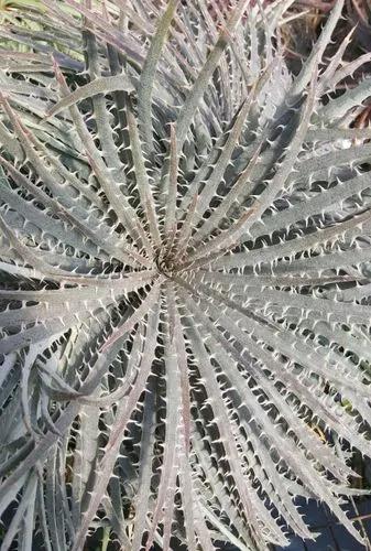 Dyckia Fosteriana