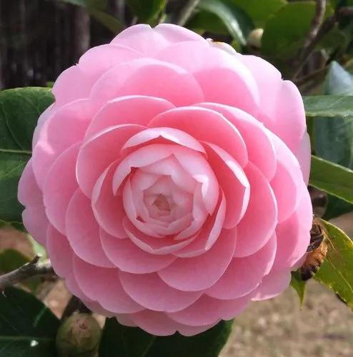 Pink Stella Camellia