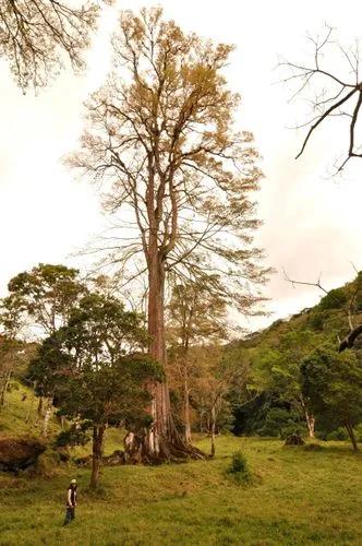 Mexican Elm