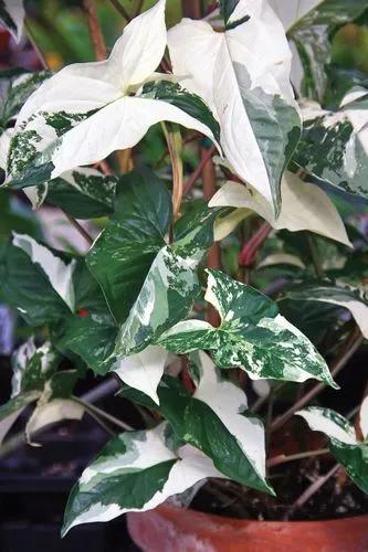 Variegated Arrowhead Vine