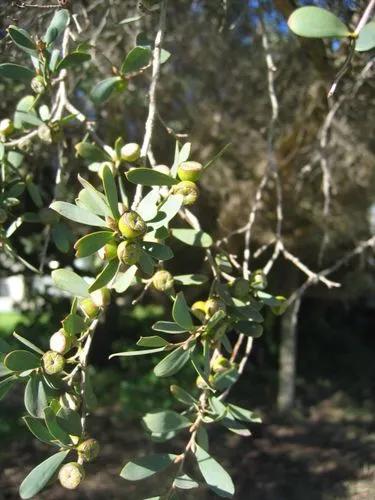 Coastal Tea Tree