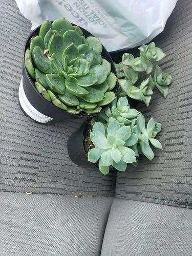 Echeveria Elfstone’ Hybrid