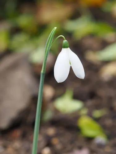 Queen Olga's Snowdrop