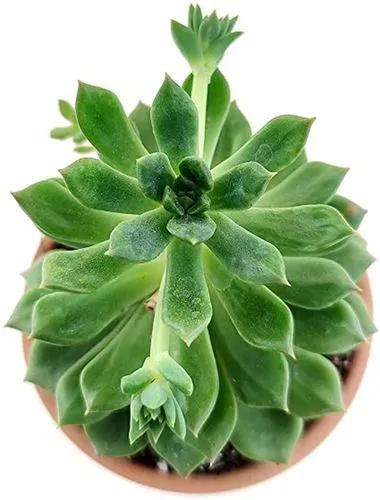 Agavoides Christmas