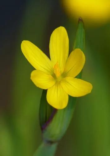 Golden-eyed Grass