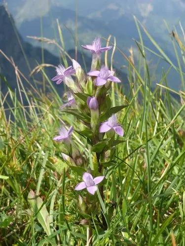 Gentianella Campestris