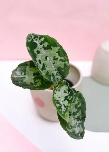 Aglaonema Pictum Tricolor