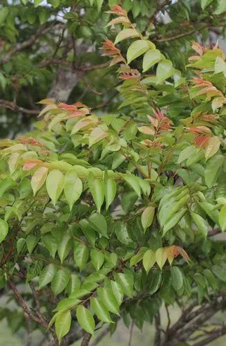Lannea Triphylla