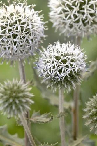 Glandular Globe-thistle