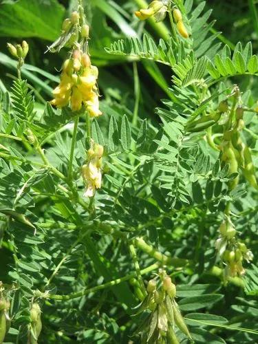 Astragalus Penduliflorus