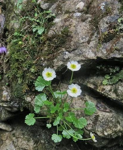 Ranunculus Alpestris