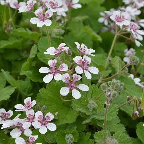 Erodium Pelargoniflorum Sweetheart’