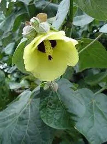 Hibiscus Tiliaceus