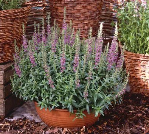 Purple loosestrife