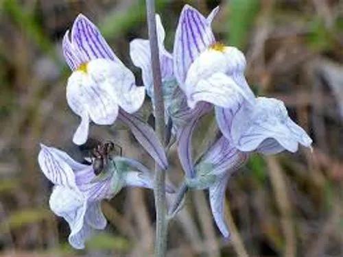 Pale Toadflax