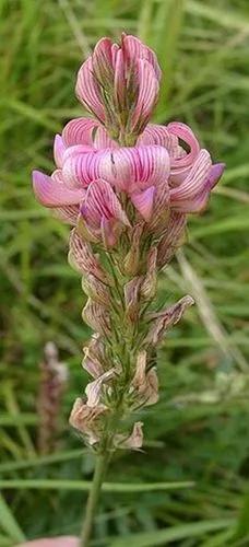Onobrychis Kabylica