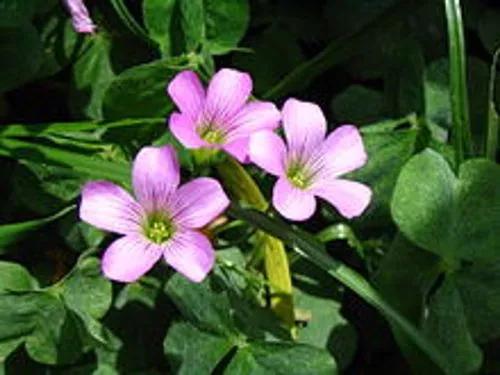 Pink Woodsorrel