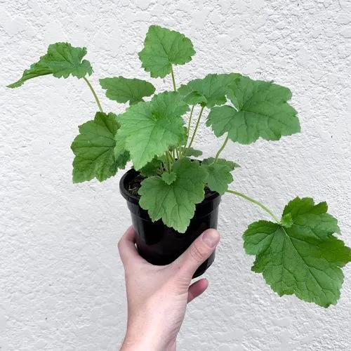 Piggyback Plant
