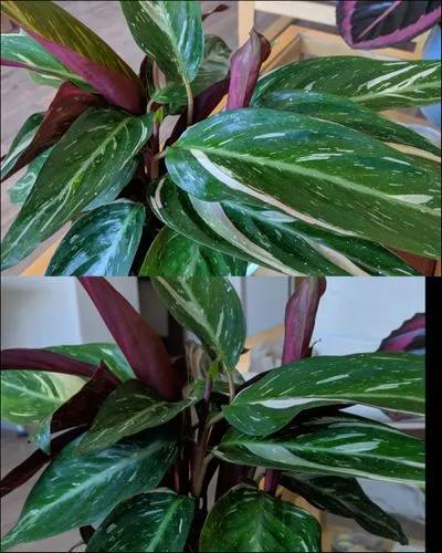 Calathea Magic Star