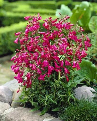 Penstemon