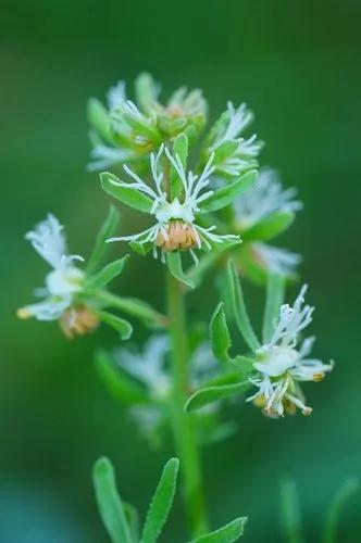 Rampion mignonette