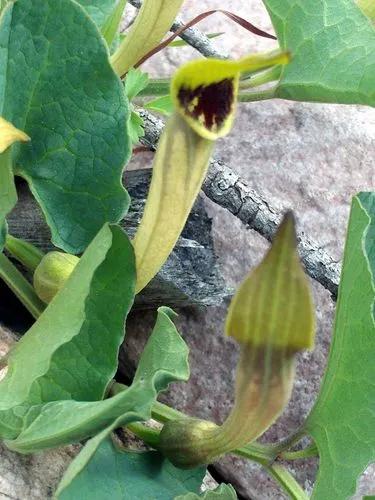 Aristolochia Gorgona