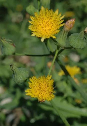 Common sowthistle