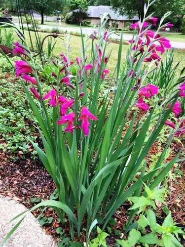 Byzantine Gladiolus