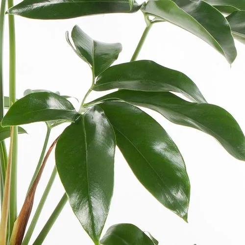 Philodendron Green Wonder