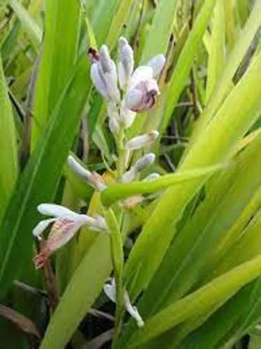 Alpinia Officinarum