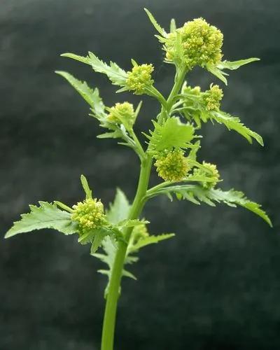 Marsh Yellow Cress