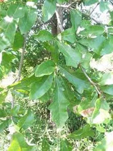 Bastard White Oak