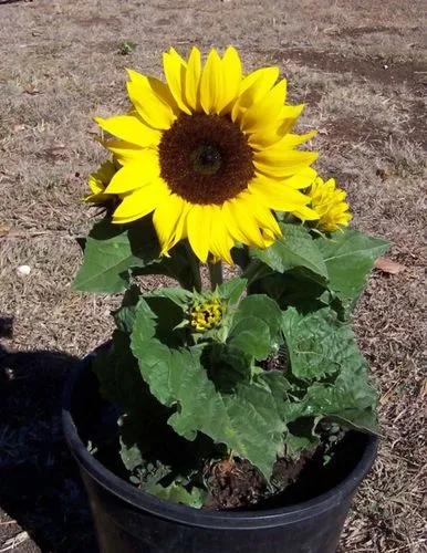 Dwarf Sunflower