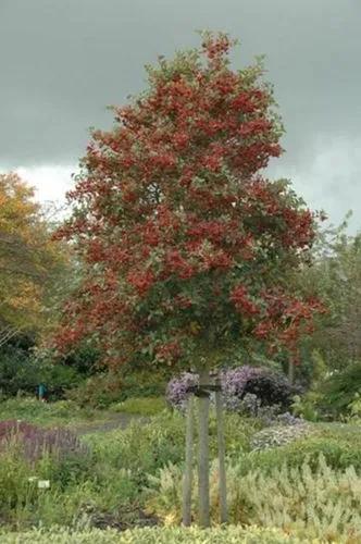 Fleshy Hawthorn