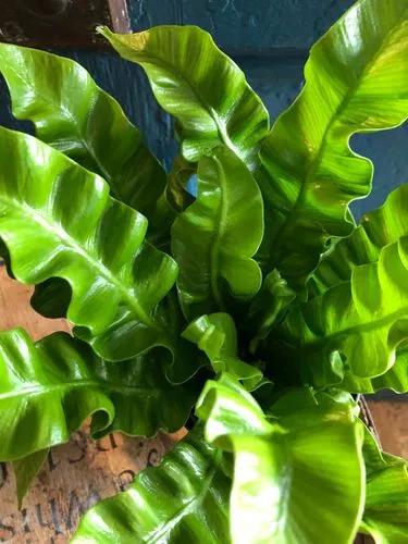 Crispy Wave Fern