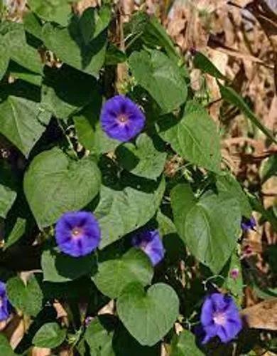 Ipomoea Purpurea