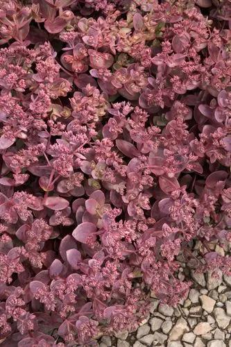 Stonecrop 'cherry Tart'