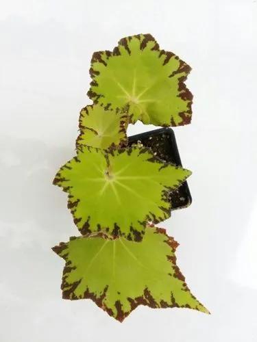 Jive Begonia