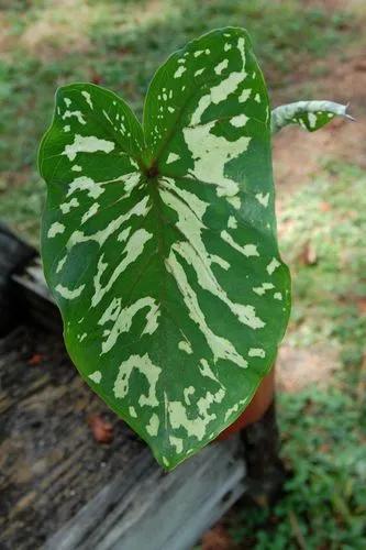 Alocasia 'hilo Beauty'