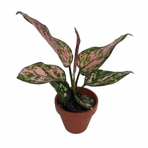 Aglaonema Favonian