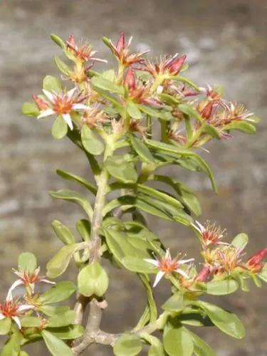 Tree Stonecrop