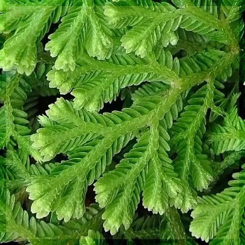 Selaginella Anceps