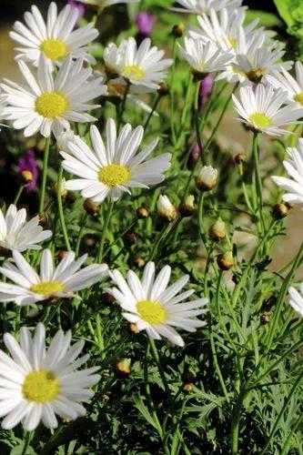 Shasta Daisy