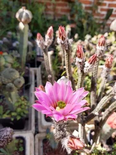 Dahlia Apple Cactus