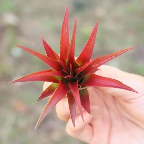 Tillandsia Abdita