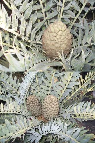 Eastern Cape Blue Cycad