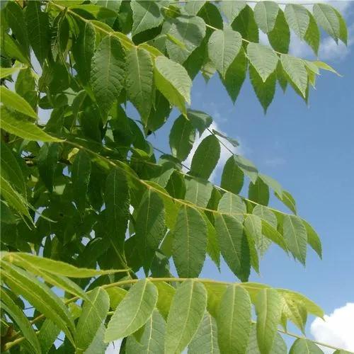 Golden Rain Tree